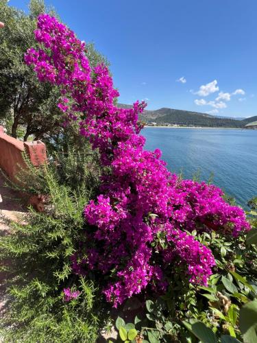 een bosje paarse bloemen naast een waterlichaam bij Caldera Premium Villa in Kavala