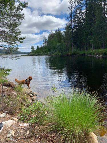 a dog jumping into a body of water at 1125 Fjällstugan in Lofsdalen