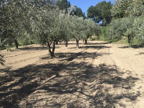a dirt road with trees in a field at Casa Rural Molera in Elda