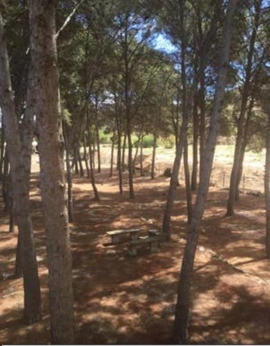 a park with a picnic table in the woods at Casa Rural Molera in Elda