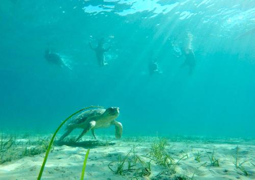 a turtle swimming in the ocean with a large wave at Kali Zoi -B&B Zakynthos in Amoudi