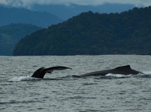 two dolphins swimming in a body of water at Jardín Botánico del Pacífico y Mecana Ecohotel in Bahía Solano