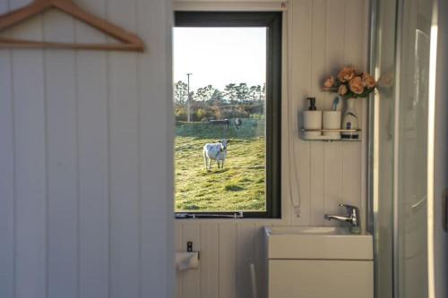 una mucca in piedi in un campo fuori da una finestra di Taranaki Creekside KEA a Stratford