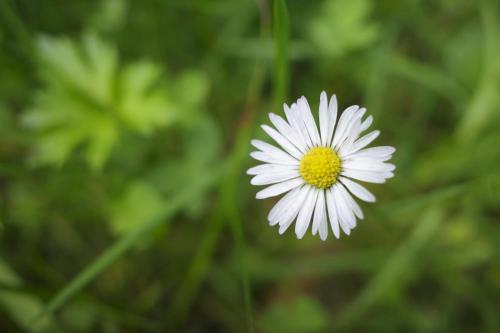 a white flower with a yellow center in a field at Cottage by the river Valea Draganului in Poeni