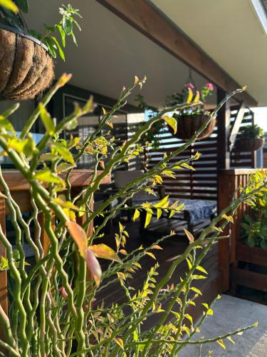 a bunch of plants in a room with stairs at Rangiriri Vacay Unit 1 in Amuri