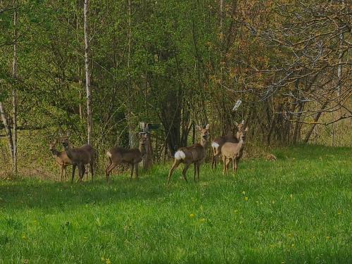 a group of deer standing in a field of grass at Dolomiti house in Cibiana