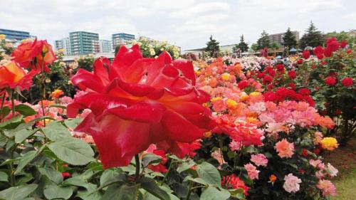 a field of flowers with buildings in the background at Toyoko Inn Chiba Shin kamagaya Ekimae in Kamagaya