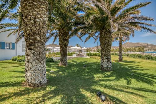 a group of palm trees in a yard at Villa Bellonia in Naousa
