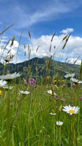 a field of flowers in a grassy field at Appartement Wurzrainer in Westendorf