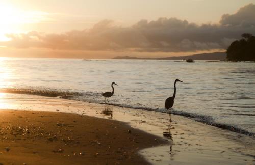 two birds standing on the beach at sunset at Hibiscus Garden in Santa Catalina