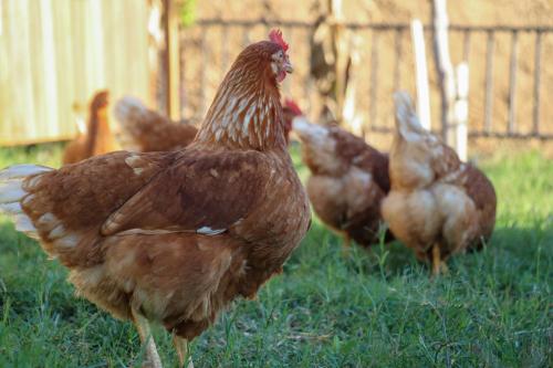a group of chickens standing in the grass at Koruwoodenhouse Alanya Gazipaşa in Gazipasa