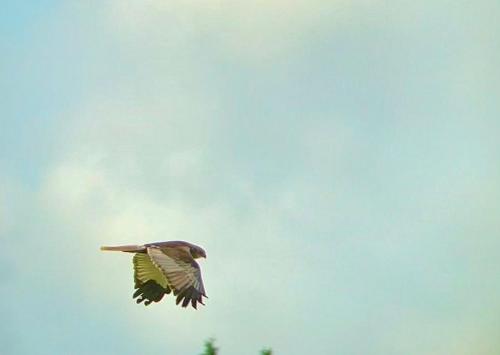 a bird is flying in the sky at Under Canvas Bornholm in Østermarie