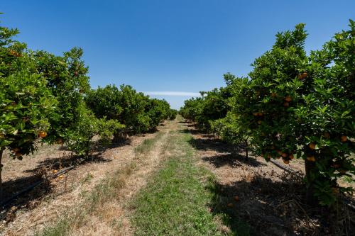 a row of orange trees in an orchard at Casa D'Nossa, casa tradicional e Moderna, vista 360º, piscina de agua salgada in Luz de Tavira