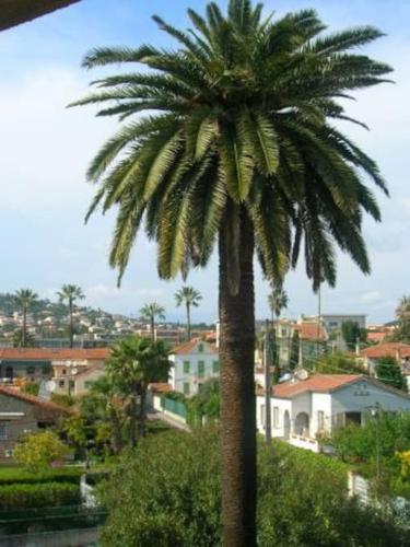 un palmier dans une ville avec des maisons dans l'établissement Festival de Cannes Beau 2 p piscine, plage de sable, à Vallauris