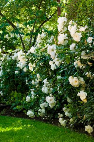 a bush of white flowers in the grass at Arrowtown House Boutique Hotel in Arrowtown