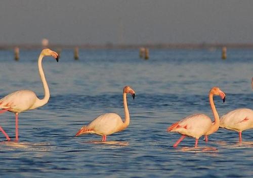a group of flamingos walking in the water at Casa Pascal cœur du Delta in L'Ampolla
