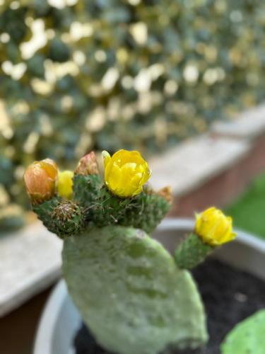 a cactus with yellow flowers on top of it at Doctor House standard, suites & luxury rooms in Enna