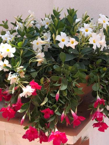 a potted plant with red and white flowers at Syrene Suites Sorrento in Piano di Sorrento