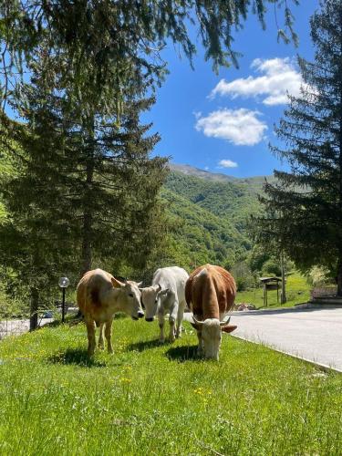 two cows grazing in the grass on the side of a road at HOTEL CAMPO STELLA in Leonessa