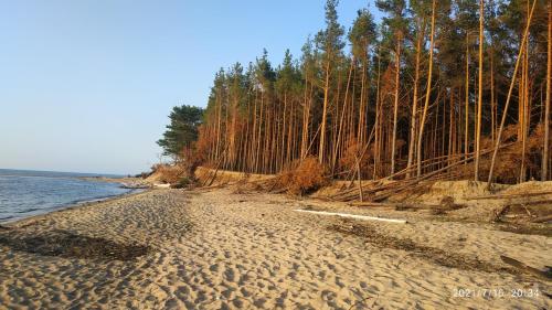 Gallery image of Pine forest house 6 in Gauja