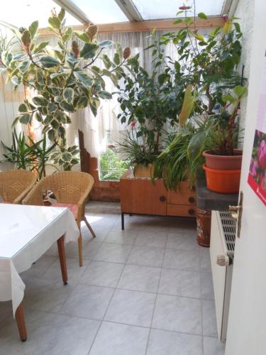 una stanza con piante in vaso e tavolo e sedie di Pension Heike a Schönebeck
