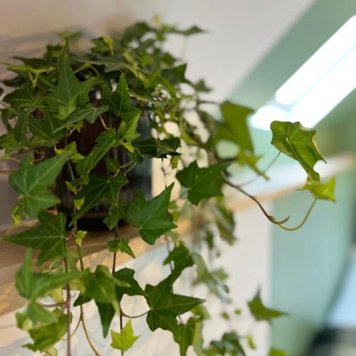 une plante verte dans un pot sur une table dans l'établissement Le Verdun, Centre de Rennes, à Rennes