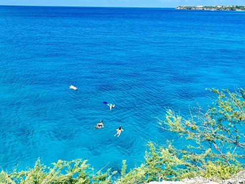 a group of birds swimming in the blue water at Marazul Dive Resort-Panoramic Ocean View Town Home in Westpunt