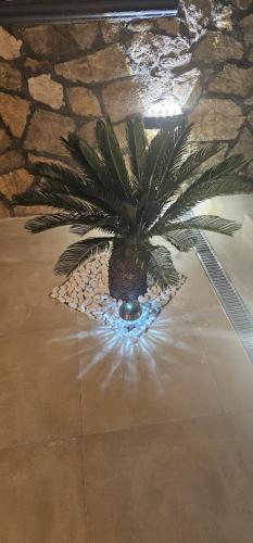 a palm tree sitting on top of a floor at Aphrodite Apartment in Lastva