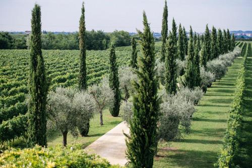 a row of cypress trees in a vineyard at Dimora Buglioni Wine Relais in San Pietro in Cariano