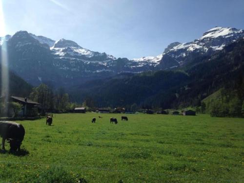 un grupo de vacas pastando en un campo con montañas en Apartment Rothenbach by Interhome, en Lenk