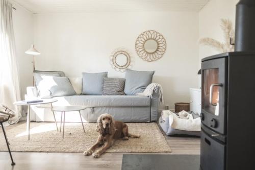 un perro sentado en una alfombra en una sala de estar en Hygge Hus - b46378 en Hemme