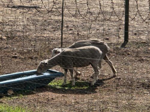 two sheep standing next to a water trough at Villa Wal Farmstay in Hartebeest Rivier