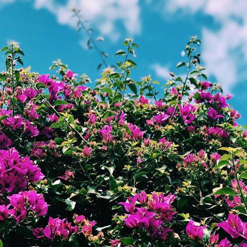 a bush of purple flowers with a blue sky in the background at Apartamentos Borda D´Agua in Albufeira