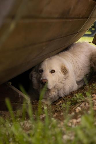 a white dog hiding under a car at Hostal Rural Iratiko Urkixokoa in Orbaiceta