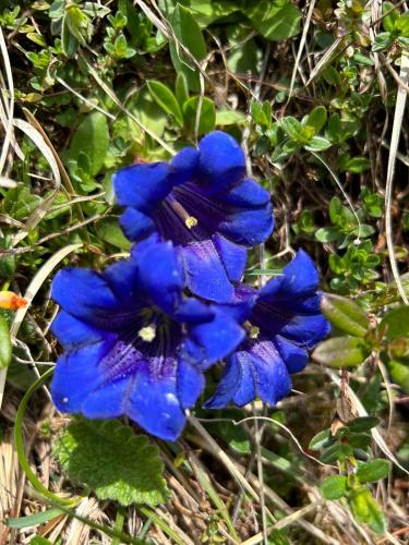 a blue flower with a bee on it at Zimmer & Appartements Schwarzenbacher Sonja & Konrad in Kleinarl