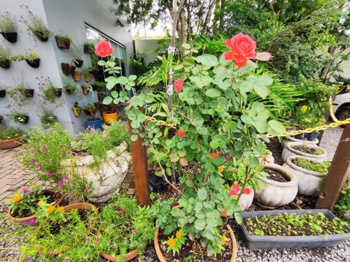 a group of plants and flowers in pots at Hotel Pepita Palace in Sinop