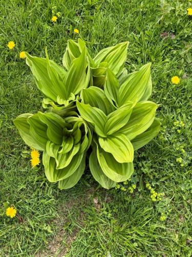 a large green plant sitting in the grass at Cabane Areama Neagra in Izvoru Mureşului