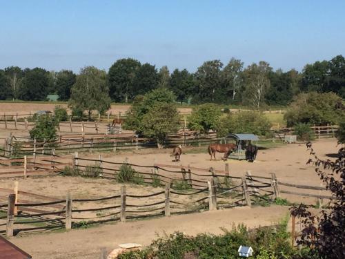 a group of horses in a fenced in field at Schöne Aussicht in Wienhausen