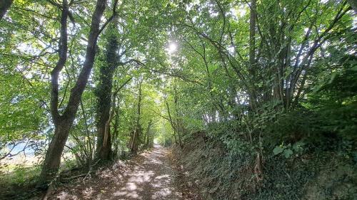a dirt path through a forest with trees at Chalet Diognysos B&B, Boutique Hotel & Wellness in Crans-Montana