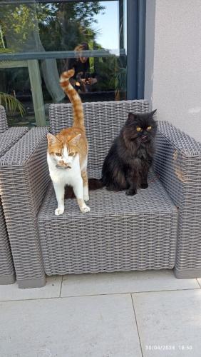 Photo de la galerie de l'établissement Villa standing piscine privée en écrin de verdure, à Mérignac