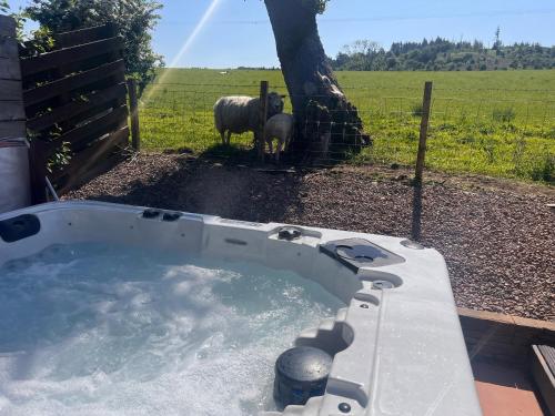 a hot tub with a sheep standing in a field at Woodlane lodge with private Hottub & Pool table in Dumfries