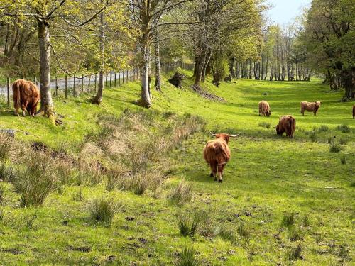 a herd of cows walking in a field of grass at Woodlane lodge with private Hottub & Pool table in Dumfries