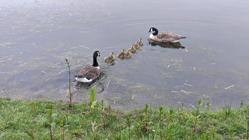 a group of ducks swimming in the water at Gosling Lodge in Durham