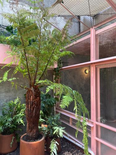 a palm tree in a pot in front of a building at Xolo stays in Mexico City