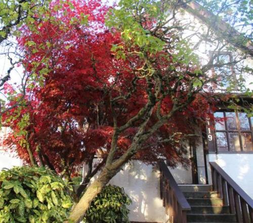 a tree with red leaves in front of a house at John's House in Vancouver West in Vancouver