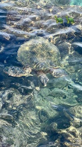 a group of turtles swimming in the water at Beautiful Oceanfront, AC In Each Room, Sleeps 6 in Kihei