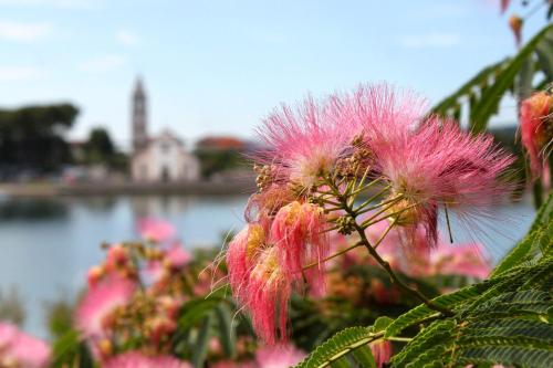 a bunch of pink flowers next to a body of water at Apartments by the sea Pasman - 19658 in Pašman