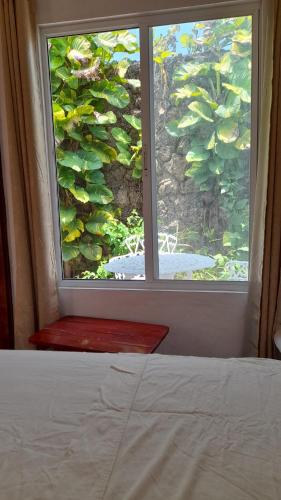 a bedroom with a window looking out at a tree at Managua Backpackers Inn in Managua