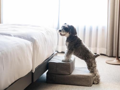 Domácí mazlíčci ubytovaní s hosty v ubytování hotel anddoggy Kyoto Nijo