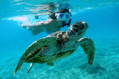 a person swimming next to a green turtle in the water at Hanahana Miyakojima in Miyako-jima